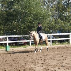 Palomino Golden Beauty