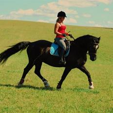 Welsh Cob (sec D) faustino