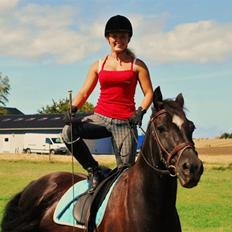 Welsh Cob (sec D) faustino