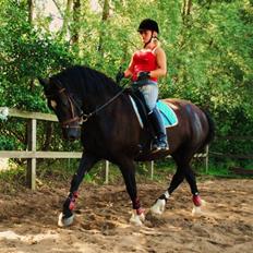 Welsh Cob (sec D) faustino