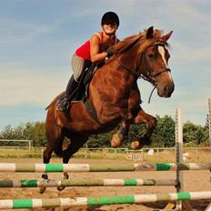 Welsh Cob (sec D) Dynamite Jackie
