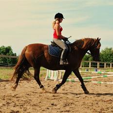 Welsh Cob (sec D) Dynamite Jackie
