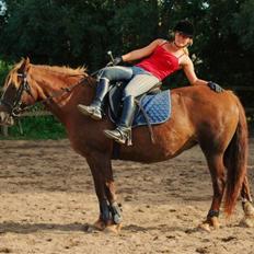 Welsh Cob (sec D) Dynamite Jackie