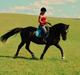 Welsh Cob (sec D) faustino