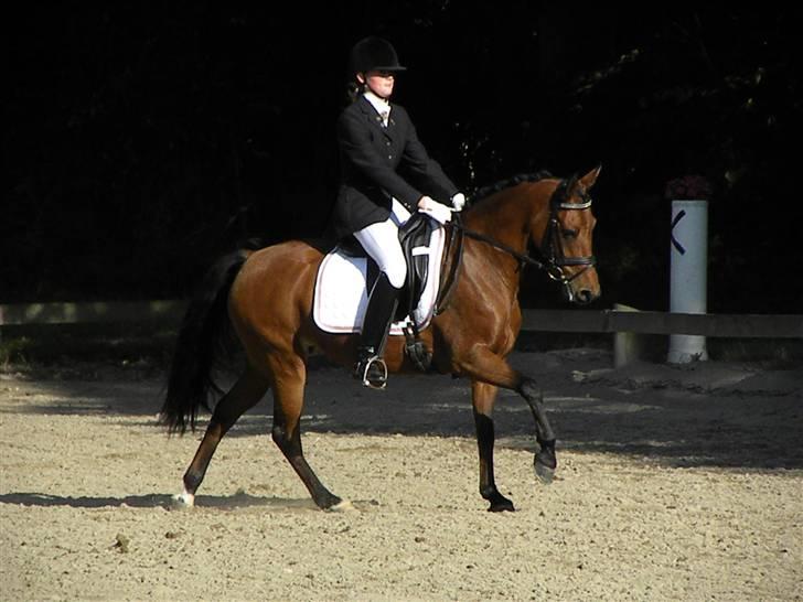 DSP Røgild´s Selina billede 19