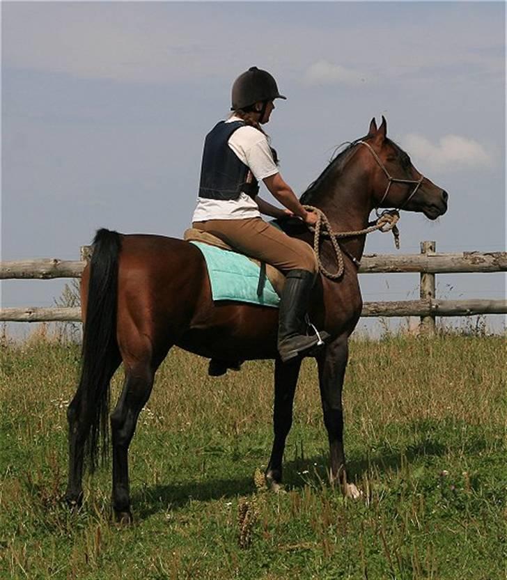 Arabisk fuldblod (OX) Duval billede 8