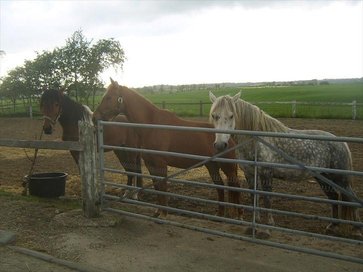 Anden særlig race Sussi billede 18