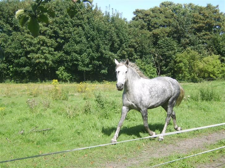 Anden særlig race Sussi billede 19
