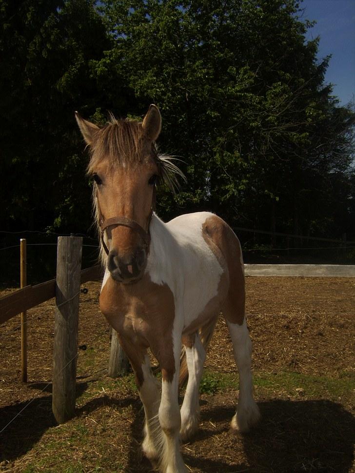 Irish Cob Crossbreed Remix - * Solgt * - Billede fra sidste dag Remix var min. billede 17