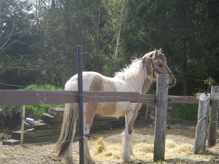 Irish Cob Crossbreed Remix - * Solgt * billede 20