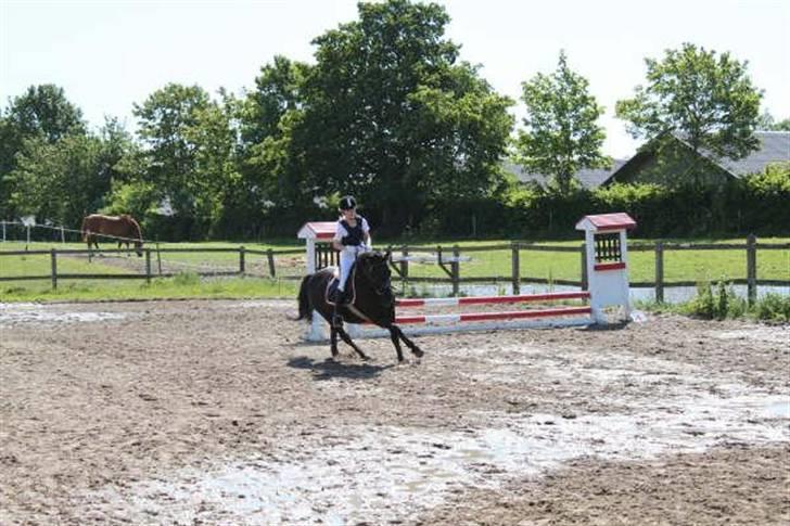 Anden særlig race Kasper (ikke mere) billede 16