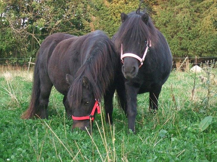 Shetlænder Tulle - Mor og datter med nye grimer :) billede 6