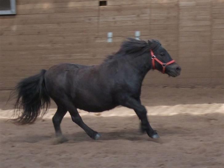 Shetlænder Tulle - Fuuld galop :) billede 7
