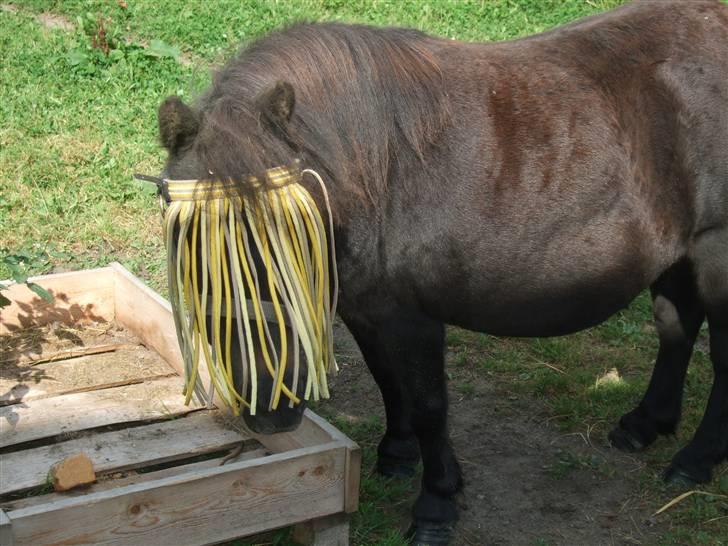 Shetlænder Tulle - Smukke Tulle med det gule pandehår :D billede 8