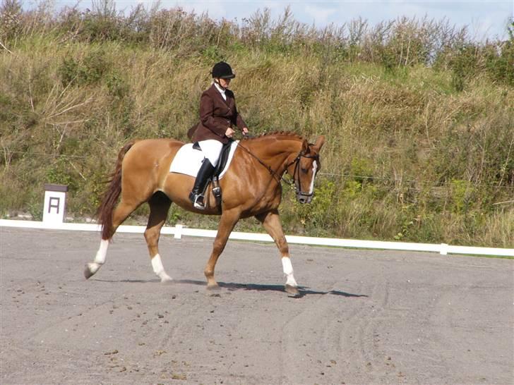 Hannoveraner Wandolf R.I.P billede 14