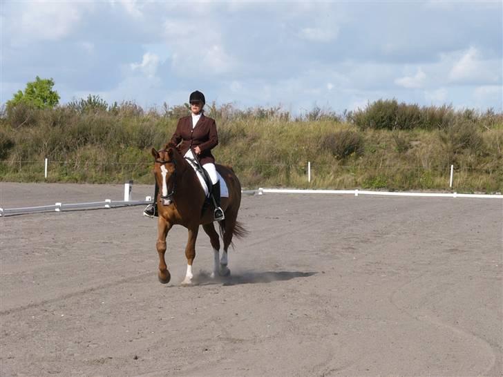 Hannoveraner Wandolf R.I.P billede 15