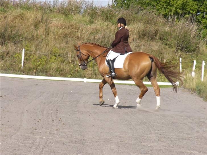 Hannoveraner Wandolf R.I.P billede 16