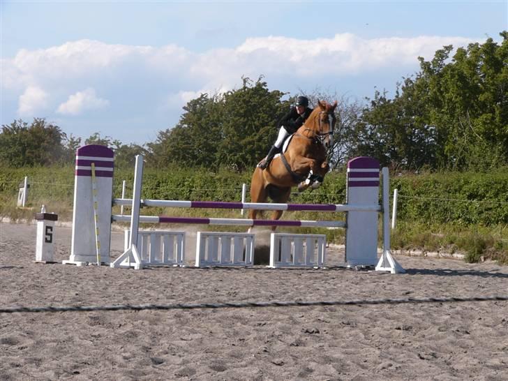 Hannoveraner Wandolf R.I.P billede 17