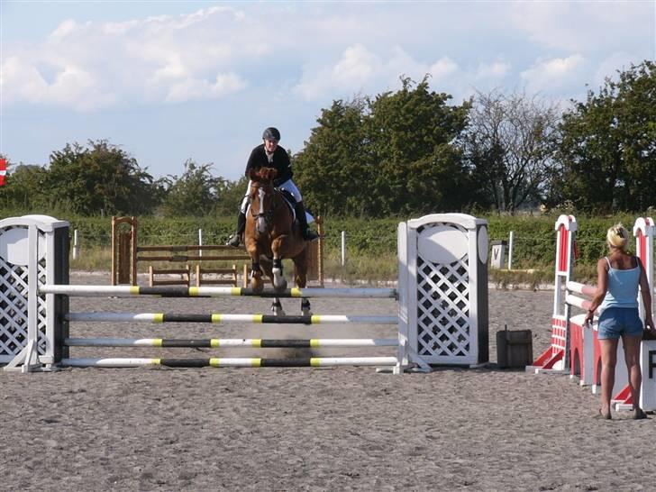 Hannoveraner Wandolf R.I.P billede 19