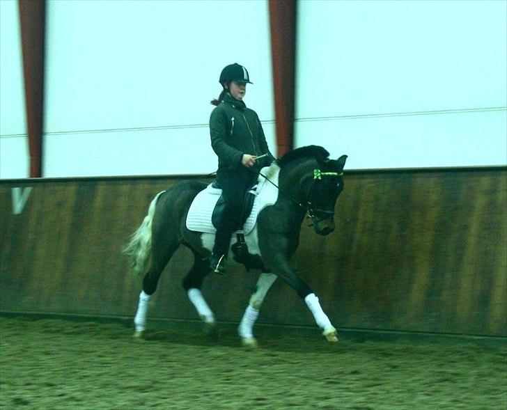 Pinto Spirit  - dressage! NYT! 2011 billede 20