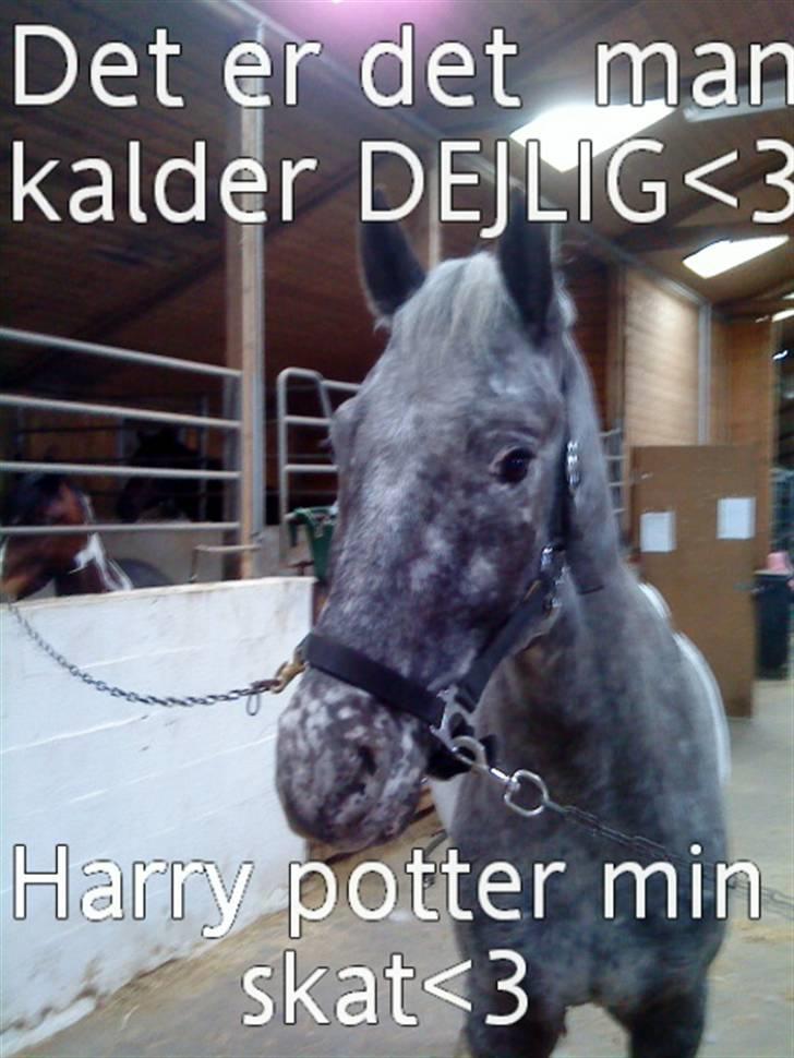 Knabstrupper Harry Potter billede 11