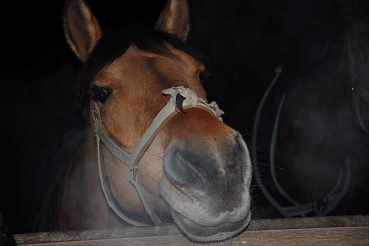 Anden særlig race Tulle - :D billede 16