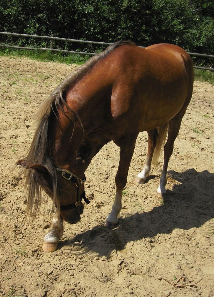 Welsh Partbred (Sec F) Haaber's Camino - Juli 2010 billede 8