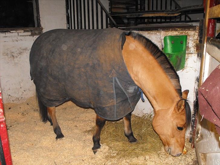 Anden særlig race Tulle - tulle i sin gamle boks :) billede 17