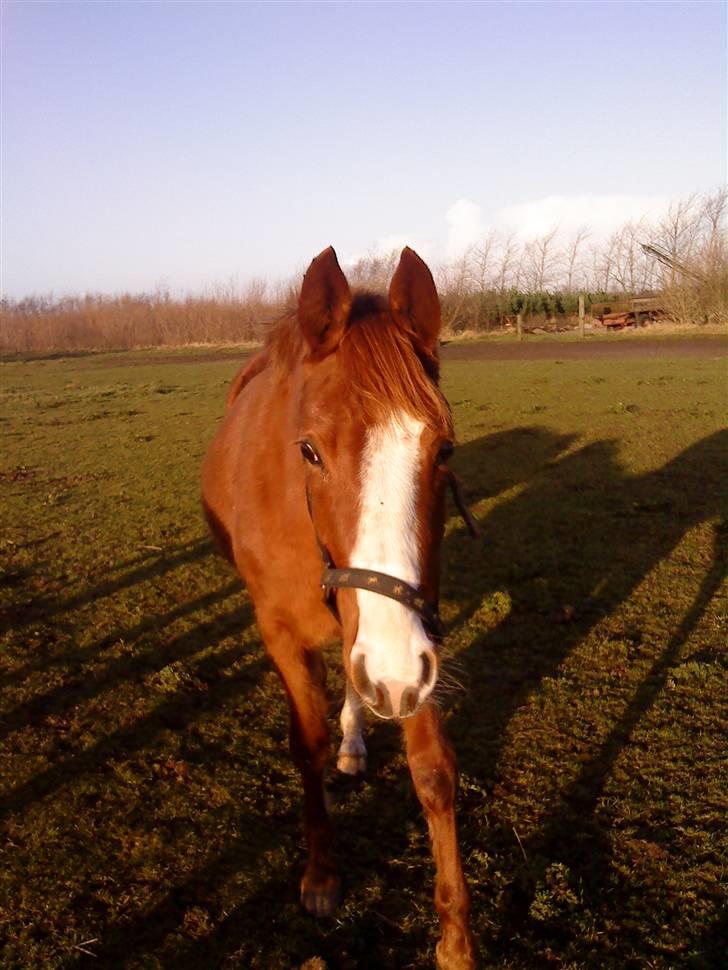 Anden særlig race cassiopeia  billede 1