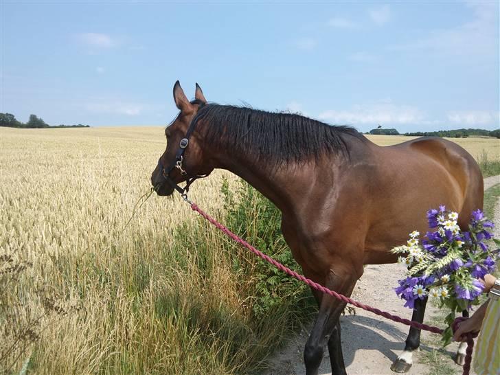Trakehner Elpride (Solgt) - En solskindsdag i sommerferien , da min mor og lille´my var ude og gå tur og plukke blomster :)  billede 1