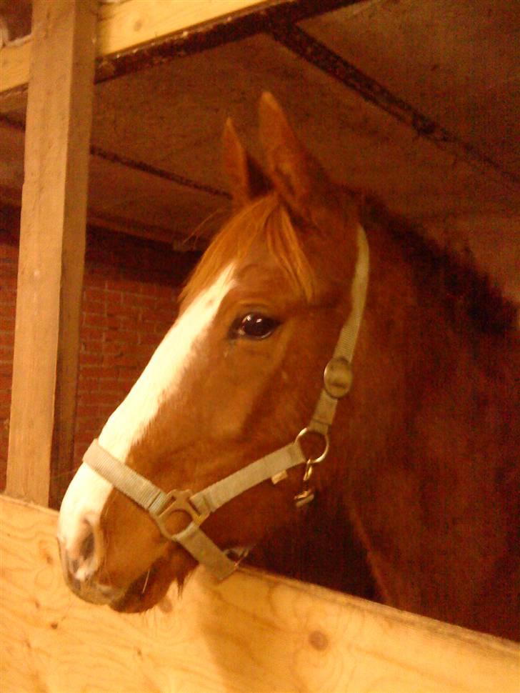 Anden særlig race cassiopeia  billede 2