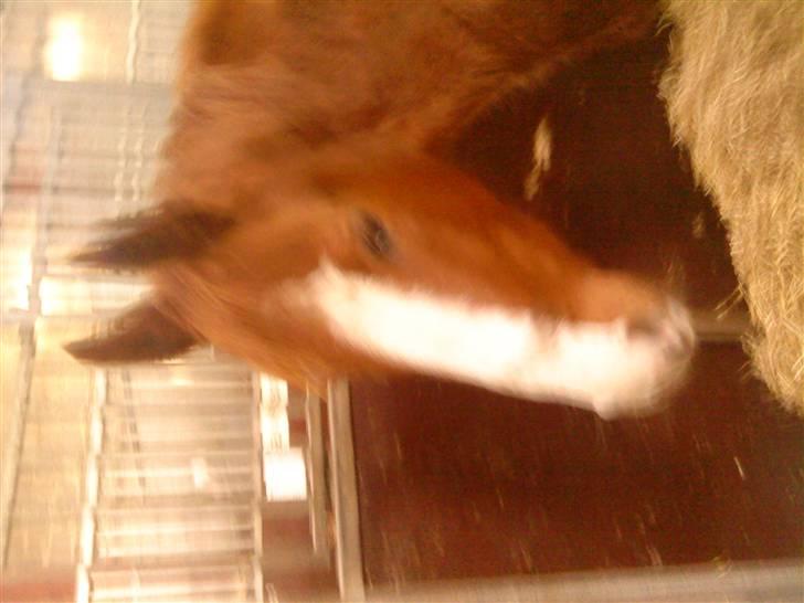 Anden særlig race cassiopeia  billede 3