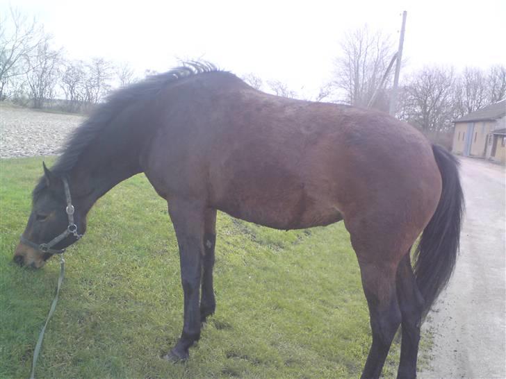 Trakehner Elpride (Solgt) - I vinters . :) (med bamse pels )  billede 2