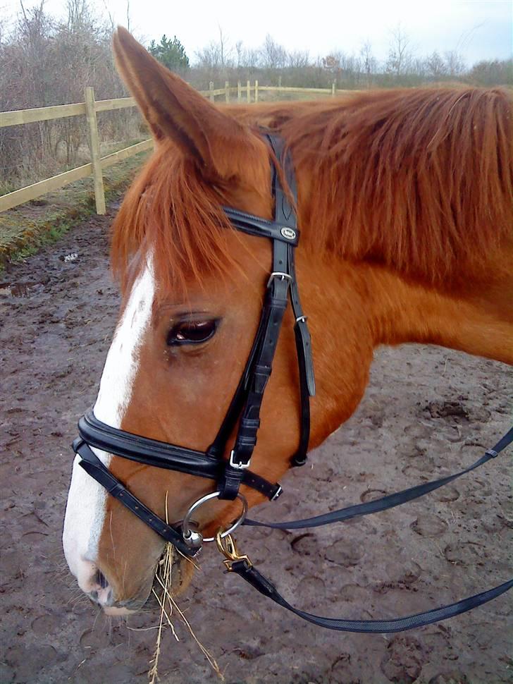 Anden særlig race cassiopeia  billede 5