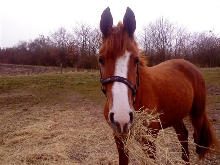 Anden særlig race cassiopeia  billede 6