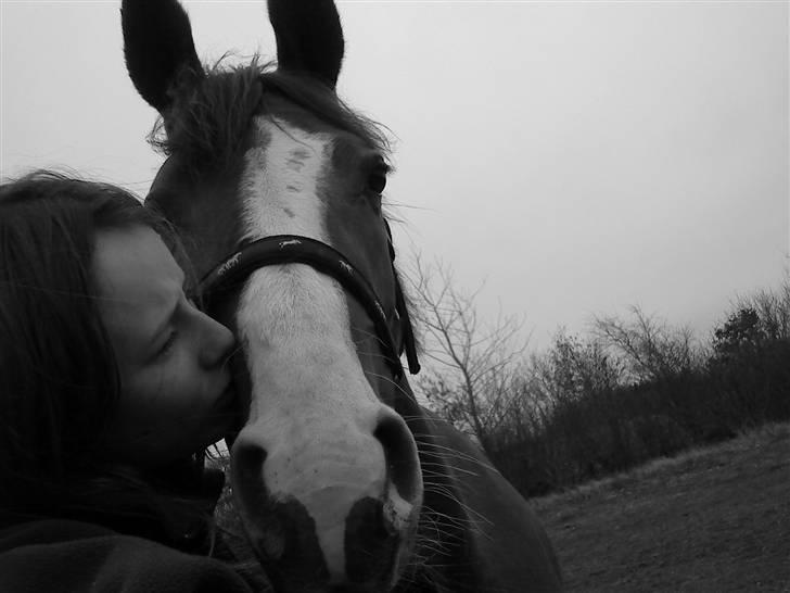 Anden særlig race cassiopeia  billede 7