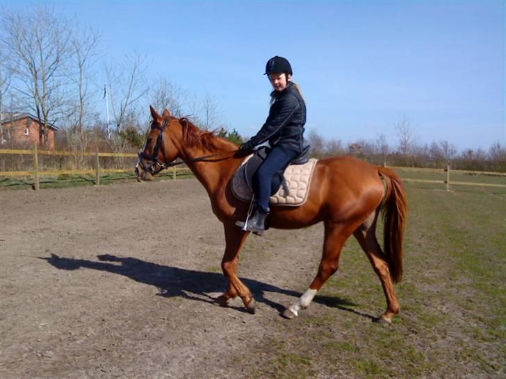 Anden særlig race cassiopeia  billede 8