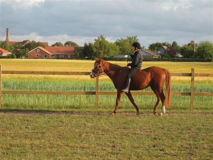 Anden særlig race cassiopeia  billede 9