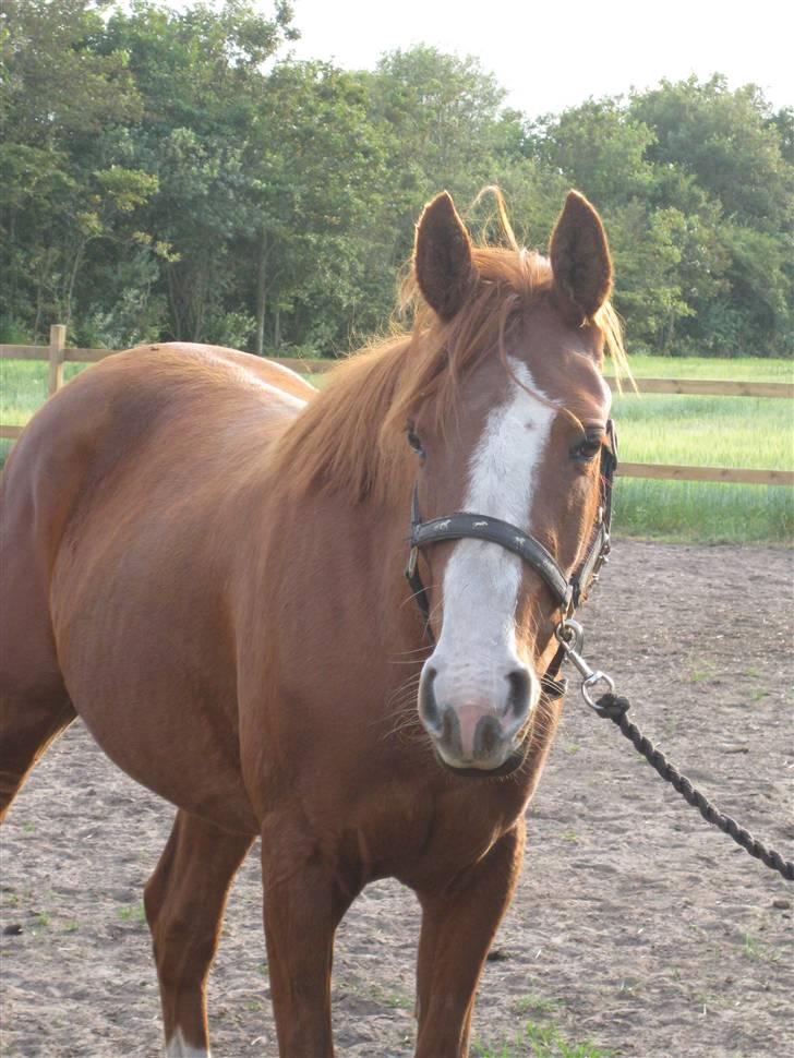 Anden særlig race cassiopeia  billede 10