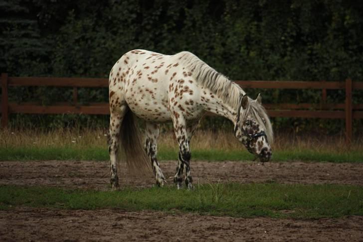 Appaloosa Collin-N - Fra min første dag med ham billede 16