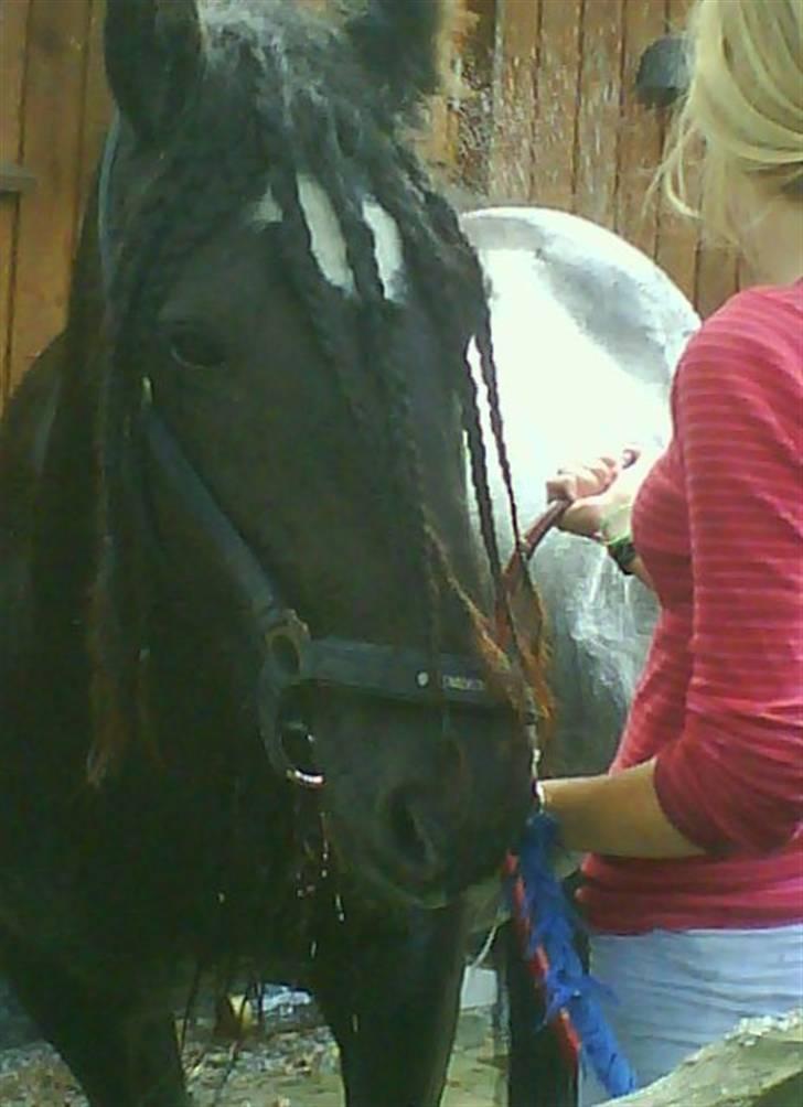 Irish Cob black magic *solgt* - så er det store bade dag billede 11