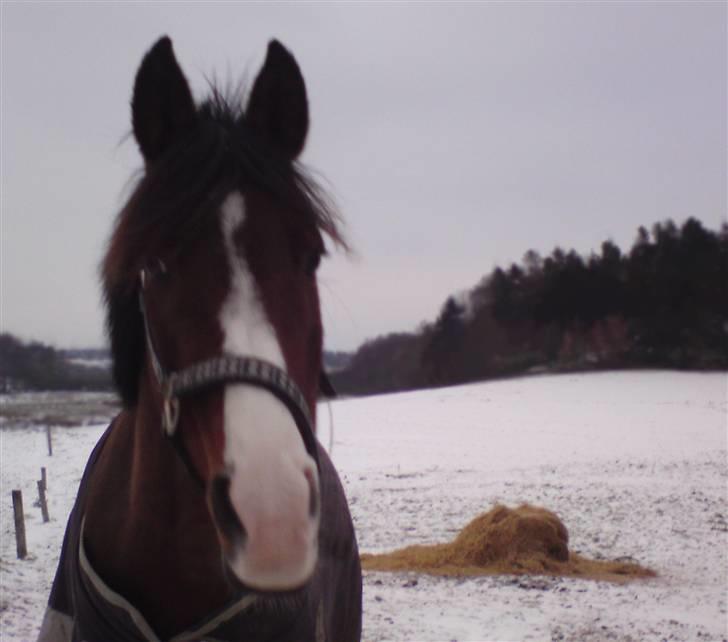 Anden særlig race Kisandra *R.I.P.* - Kisandra<3 billede 13