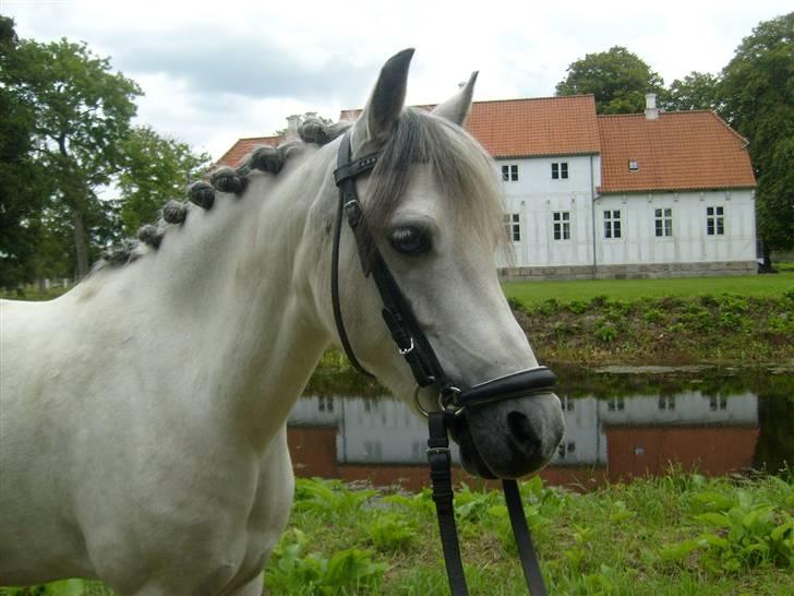 Welsh Mountain (sec A) Cassiopeia - Velkommen til Cassiopeia´s profil ;)  billede 1