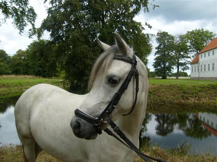 Welsh Mountain (sec A) Cassiopeia - Du er så smuk Cassio<3 billede 2
