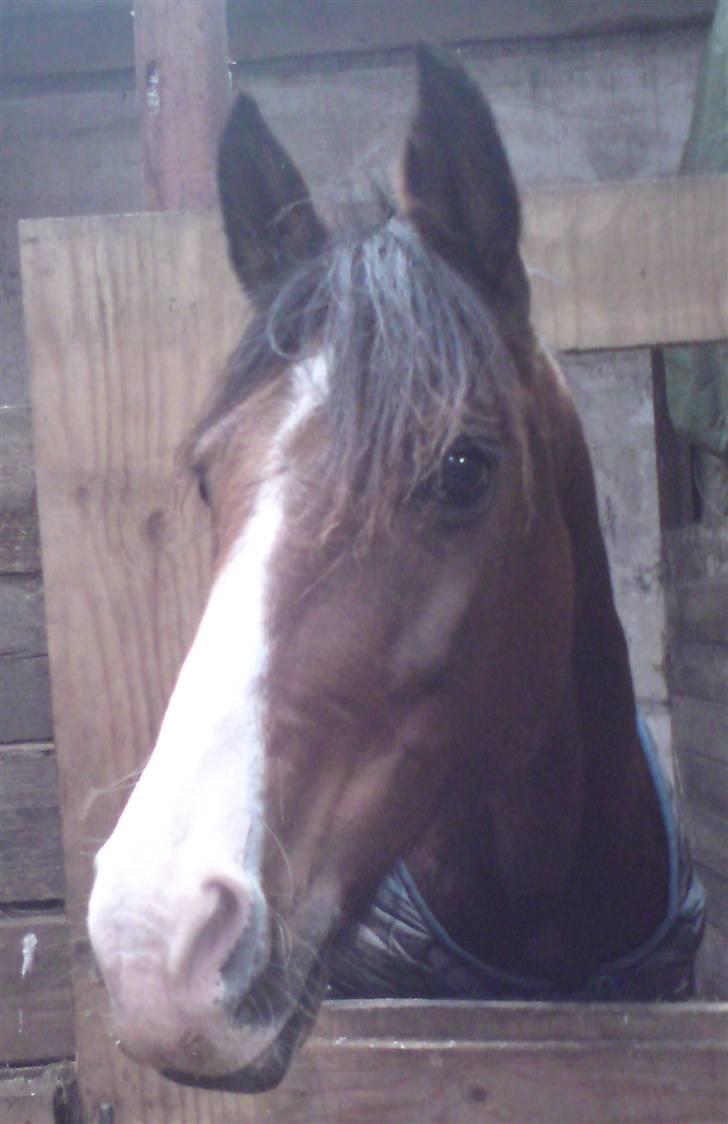 Anden særlig race Kisandra *R.I.P.* - Kisandra<3 billede 18