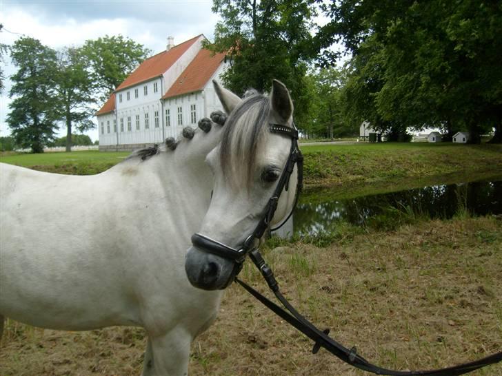 Welsh Mountain (sec A) Cassiopeia - Du vil altid være min :´) billede 3