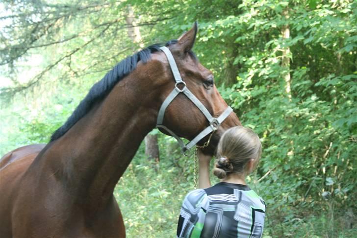 Dansk Varmblod Azur Khan - Sorry men det er lidt rystet xD FOTO Rikke <3 billede 11