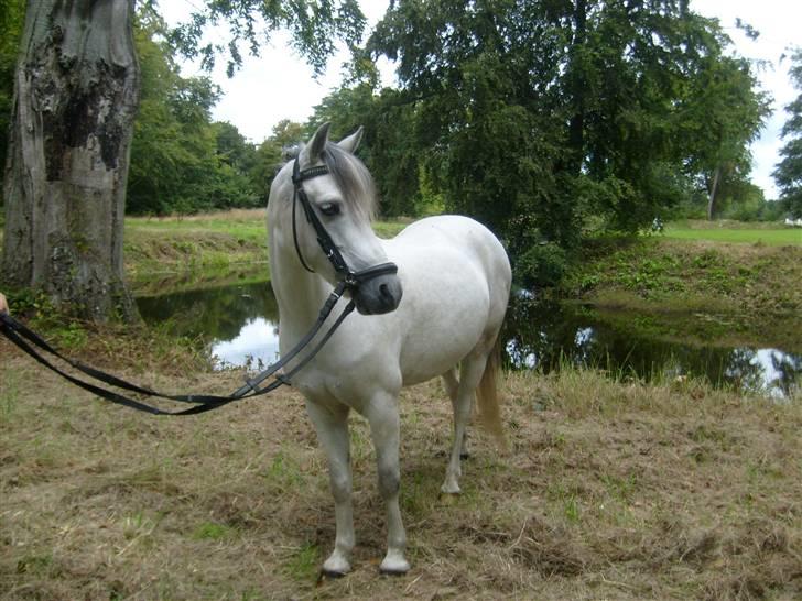 Welsh Mountain (sec A) Cassiopeia - Smukke pony.. billede 4