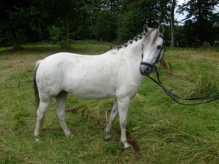 Welsh Mountain (sec A) Cassiopeia - Hele hendes smukke krop ;) billede 5