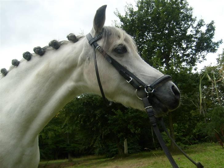 Welsh Mountain (sec A) Cassiopeia - Smukke ;D billede 6